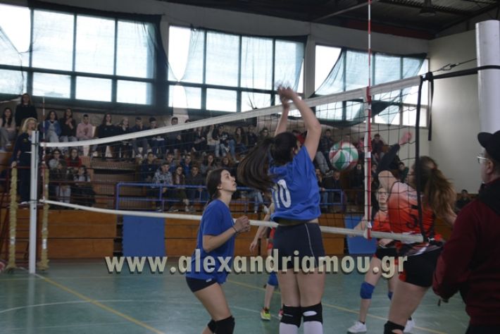 volley _1ogel-kassandra138